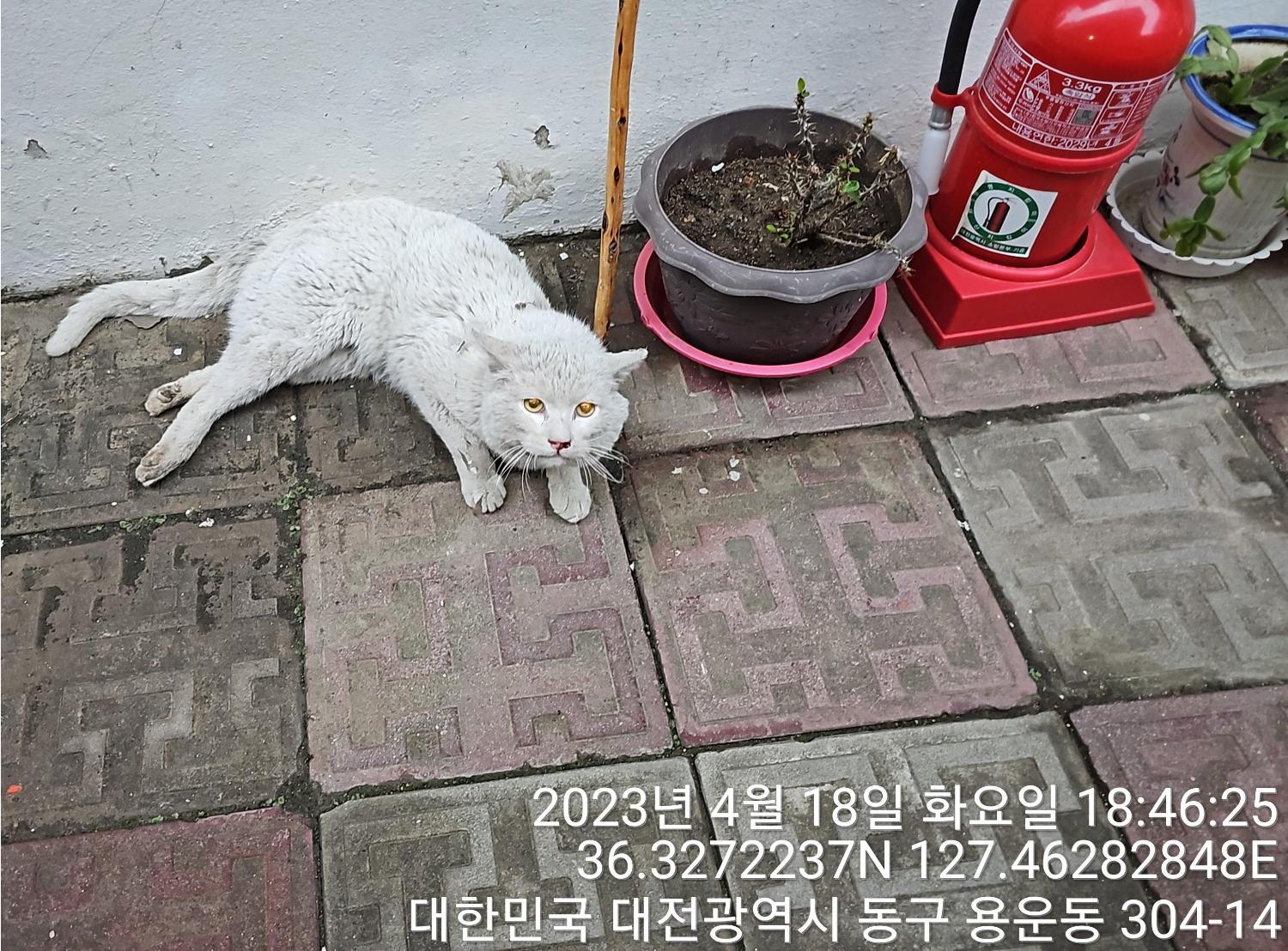 대전동물보호센터_430364202300118